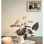 Hotel Rosati 3*