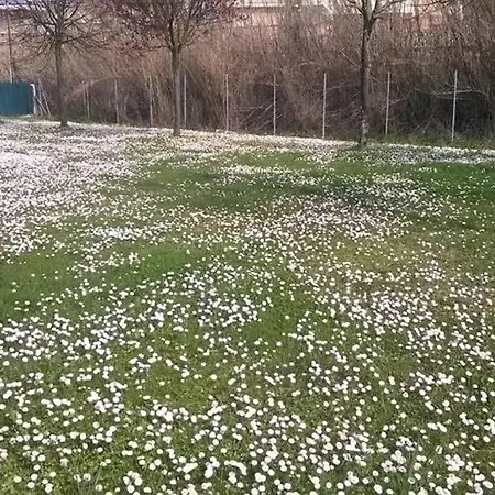 酒店 罗萨蒂酒店 3*